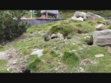 Mumeltiere