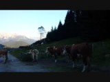 Koeien die in de weg staan :-) Lammertal (2015)