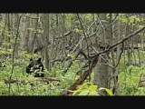 beren op de skyline drive (shenandoah national park) 2016
