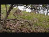 hertje in het Shenandoah park (2016)