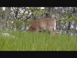 hertje in het Shenandoah park (2016) Correctie..... 3 meter van mij af :-)