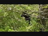 en weer een beer op de skyline drive (Shenandoah neational park) (2016)