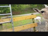 Virginia Safari Park (2016)