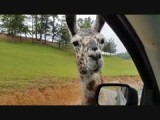 Virginia Safari Park (2016)