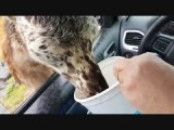Virginia Safari Park (2016)