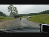 Virginia Safari Park (2016)