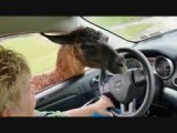 Virginia Safari Park (2016)