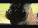 Virginia Safari Park (2016)