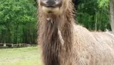 Virginia Safari Park (2016)