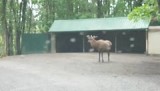 Virginia Safari Park (2016)