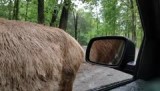 Virginia Safari Park (2016)