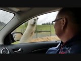 Virginia Safari Park (2016)