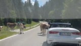 file rijden in het Tannheimer tal (juli 2016)