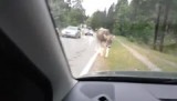 Pfronten-Grän  koeien op de route (juli 2016)