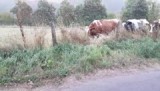 weekendje Eifel (sept 2016) Yill en de koeien