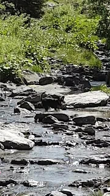 Yill in het water Aostadal (juni 2017)
