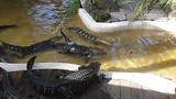 Florida 2017 Wild Florida voeren van de baby alligators