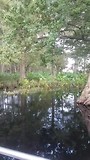 Florida 2017 Wild Florida airboat ride