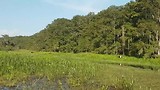 Florida 2017 Wild Florida airboat ride (koeien te zien)
