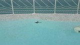 Florida 2017 kikkertje in zwembad