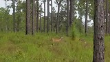 Florida 2017 Wekiwa Spring State Park