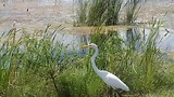 Florida 2017 Wildlife Drive Apopka