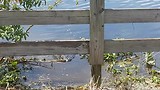 Florida 2017 Wildlife Drive Apopka