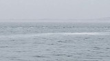 zeehondjes in de verte (met A&M op Vlieland april 2018)