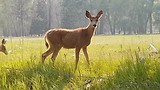 hertjes dichtbij (Ouray Colorado 2018)