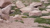 marmotten bij Pikes Peak (2018)
