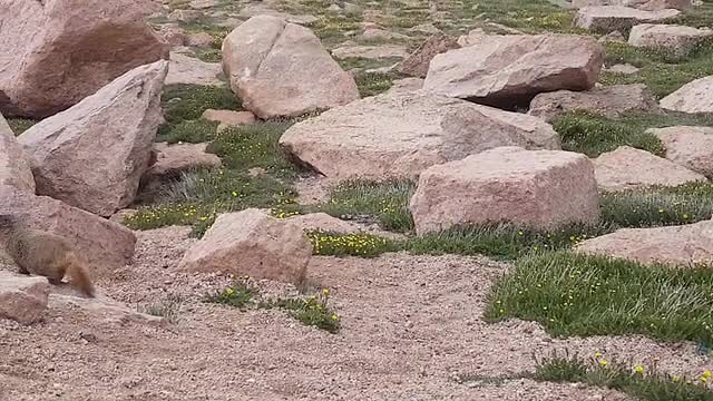 marmotten bij Pikes Peak (2018)