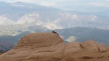 marmotten bij Pikes Peak (2018)