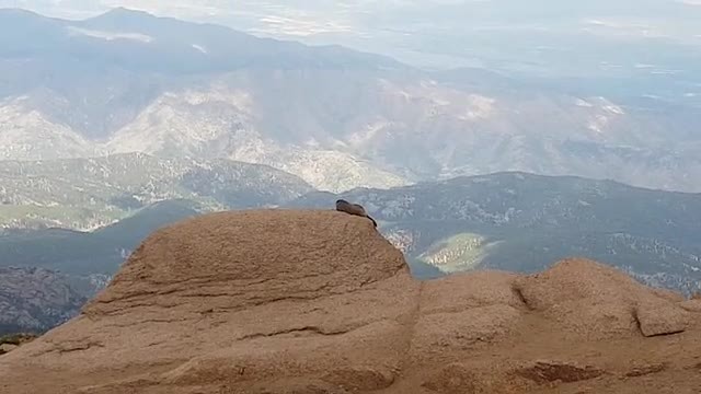 marmotten bij Pikes Peak (2018)