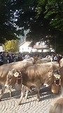 Almabtrieb Pfronten 2018