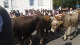 Almabtrieb Pfronten 2018