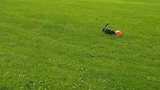 Yill geniet van haar nieuwe bal 😁🐕