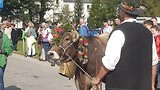Almabtrieb Pfronten 2018