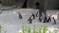 Zoom Torino ( Pinguïns)