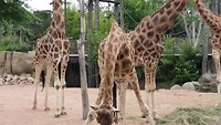 Zoom Torino (Giraffen)