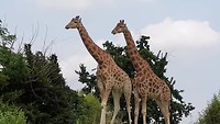 Zoom Torino (giraffen)