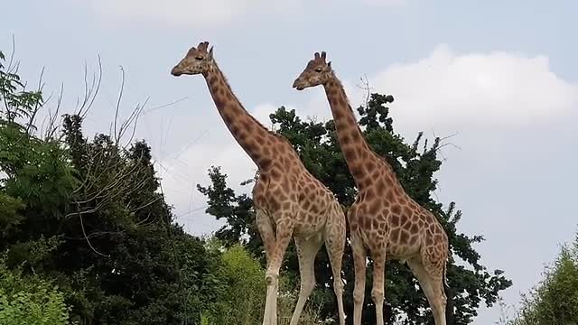 Zoom Torino (giraffen)