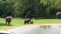 Dierentuin Syracuse