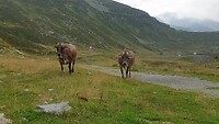 Bij het Lago di Montespluga wordt ik begroet door mijn vriendinnen ( aug 2020)