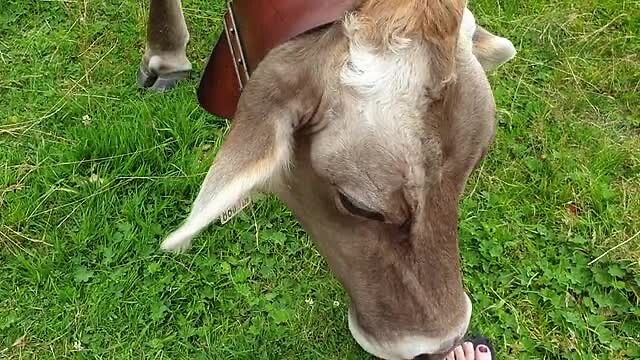 Bij het Lago di Montespluga word ik begroet door mijn vriendinnen deel 2 ( aug 2020 )