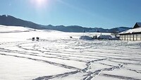 Dartelende 🐂🐃 in de sneeuw Oberstaufen 2022