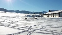 Datelende koetjes in de sneeuw Oberstaufen 2022