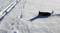 Yill ploetert door de sneeuw januari 2022