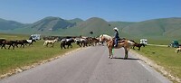 Cattle Drive