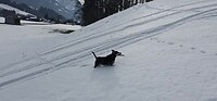 Yill in de sneeuw