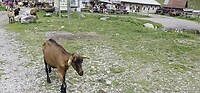 Alpage Bise